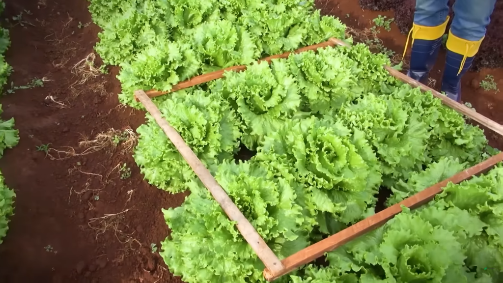 pés de alface Magrão Hortaliças